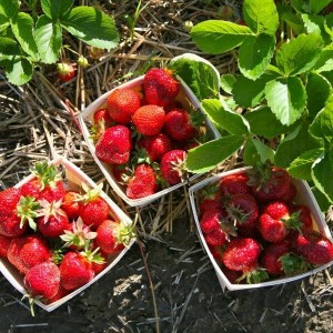 Земляника Аромас (Ремонтантная/Ранняя)