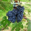 Комплект 5шт / Виноград Барбера: фото и описание