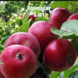 Комплект 5шт / Яблоня Коваленковское