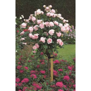 Комплект 3 саженца Штамбовая Роза Шарифа Асма