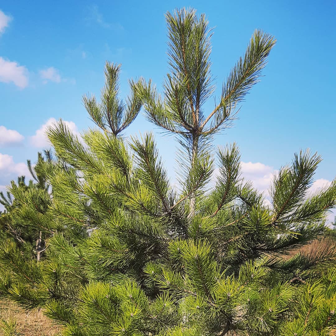 Сосна Крымская Pinus nigra subsp. Pallasiana